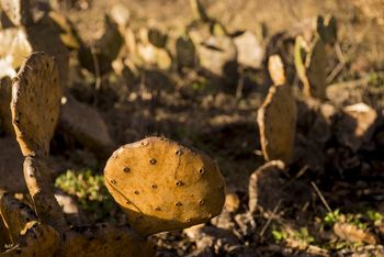 Winter Cacti
