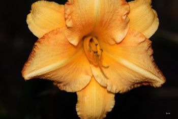 Day Lily It only blooms for one day
