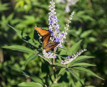 Butterflies
