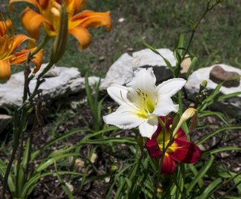 Day lily mix
