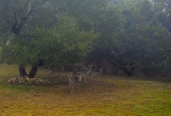 Deer in the Fog
