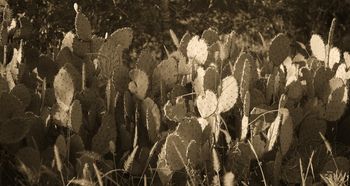 Prickly Pear in Palmetto (State Park)
