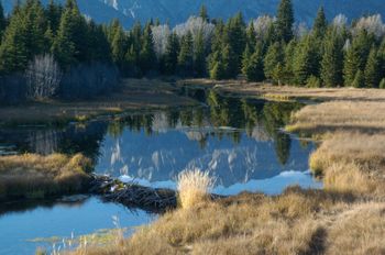 Beaver Dam Near Jackson Hole, Wyoming
