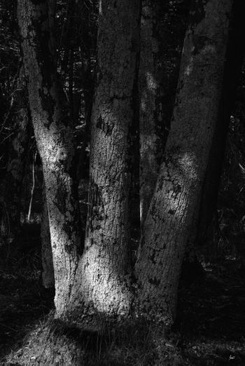 Triplets Madeline Island
