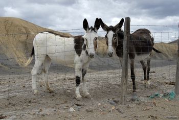 Mule Ears Live Can I hear from my desert friends: Are they mules or are they burros?
