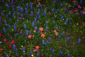 Wildflower mix
