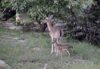 First Fawn 2
