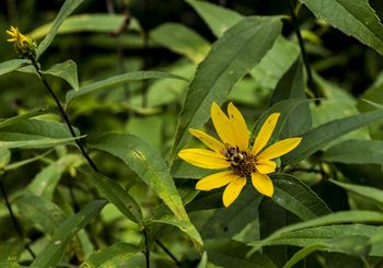 Honey Bee and Wildflower
