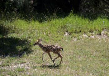 Fawn on the run
