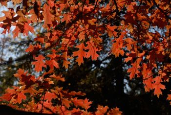 Red Leaves Autumn in Minnesota
