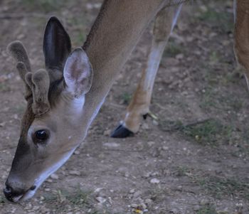 The proverbial young buck
