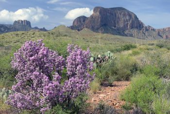 The Chisos in the background
