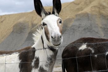 Burro Terlingua, Texas
