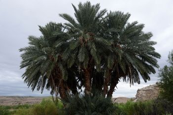 Hot Springs Palms
