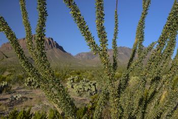 Ocotillo Big Bend National Park
