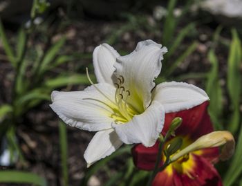 "Alpine Snow" day lily
