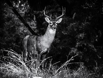 The Buck Stops Here (in my backyard)
