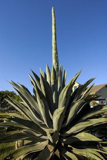 "Asparagus" Cactus
