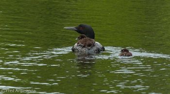 Minnesota Loons Mom and her kids
