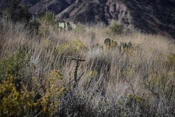 Cactus Cross2 Big Bend National Park
