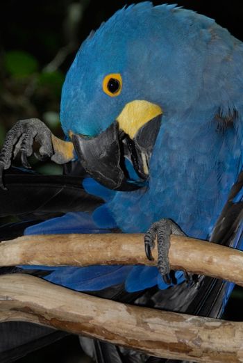 Blue Parrot New Orleans
