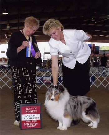 NEW CHAMPION Starlight Just In Time " Justin " Multiple Best Of Breed Winner
