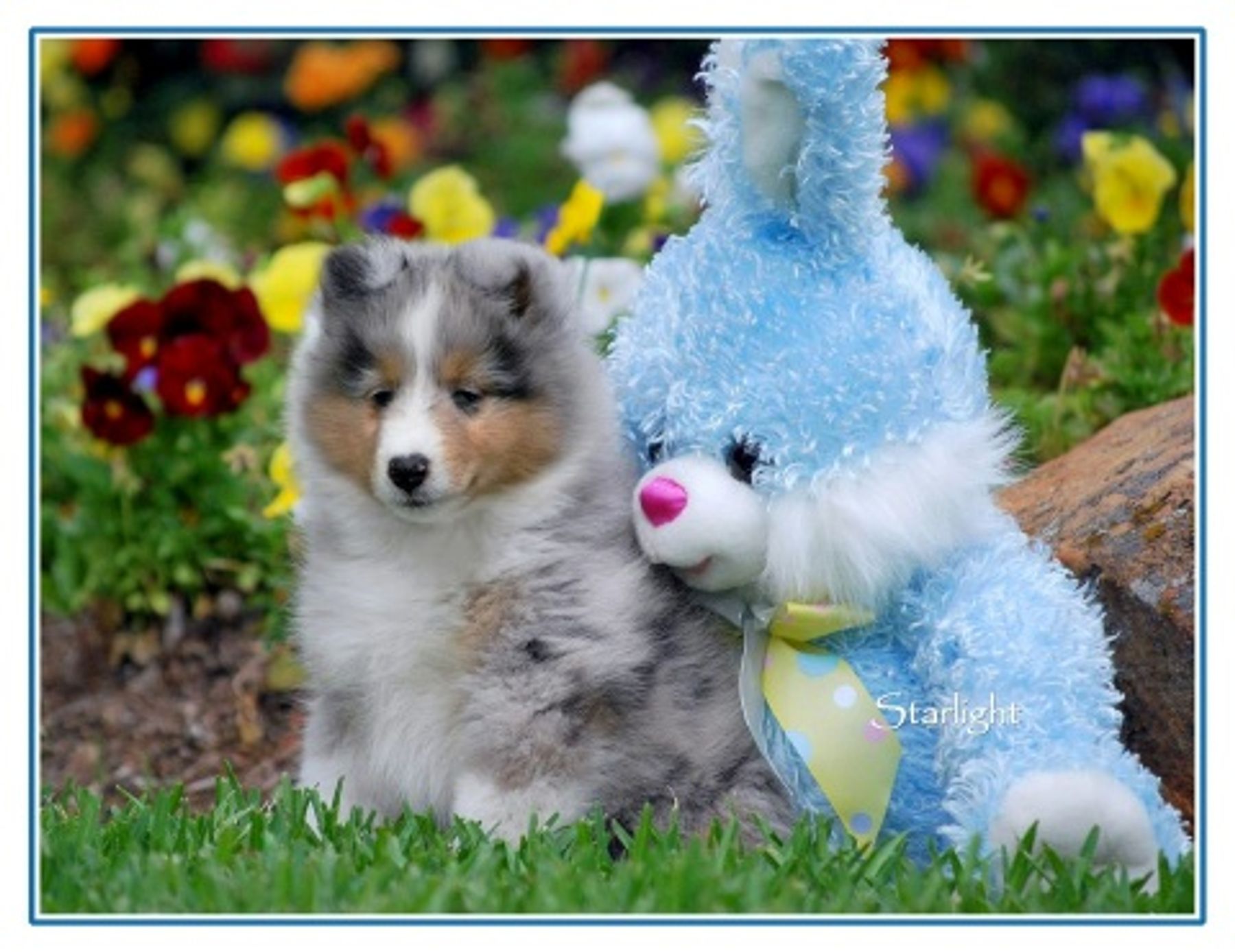 Starlight shelties sales