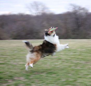 Brigi playing frisbee !
