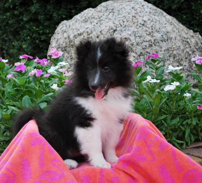 Starlight shelties sales