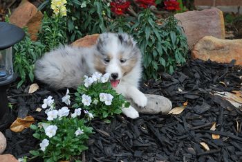 Lillie as a puppy !
