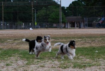 Puppies Having Fun at the Park !
