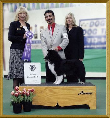Chanel getting 5 Pt. Major Reserve at Houston Speciality on Jan 25,09 under respected Breeder/Judge Rosemary Petter

