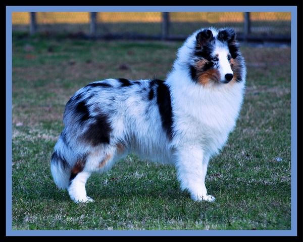 Tiffany ハーモニー　6号　sheltie 160: GENE MOORE FOR TIFFANY & CO., Group of silver and