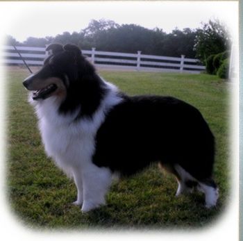 Kelli ~ Owned By Shone Shelties
