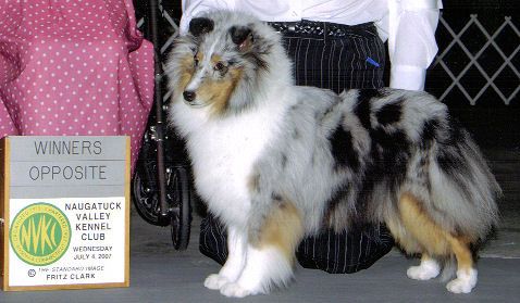 Tiffany ハーモニー　6号　sheltie 99ce47504c6d60a3e155d7a7ead1f6