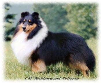 Sophia's Sire, CH Waldenwood Trifecta
