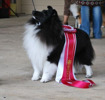 BISS Ch Walker -Owned by Weis shelties
