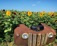 Sunflower Fesival