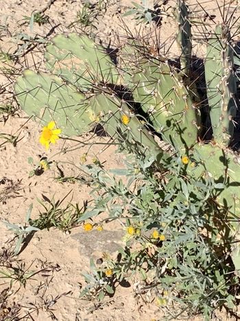 Cactus and Flower.
