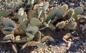 El Paso Cactus 2.

