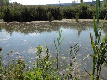 The Lower Forty The old dead creek. Charlie Moore from My Life Before I Decided to Commit Suicide was born near here.
