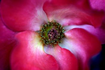 Pink_Flower_Close_Up
