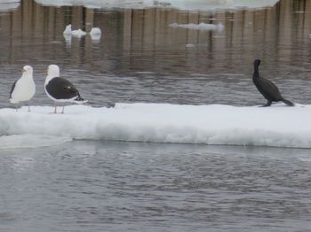 Gulls and Comorant
