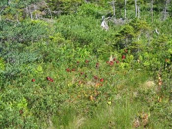 Fairy Village on the Island Photo by Amy Sela Colbourne
