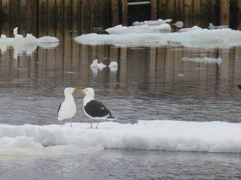Black-backed gulls-mating dance
