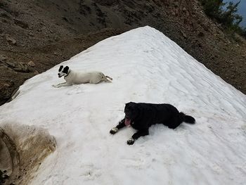 Bella & Avi on snow patch 2017 Snow = happy girls
