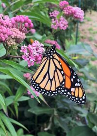 Randy Peterson presents: Monarch Butterflies- Their amazing Life Cycle and how we can help the thrive..