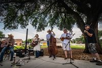 Elm Tree Concert~ Gypsy Twang