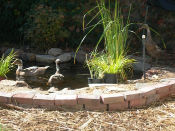 Ars Terra: Pond 3 Ducks
