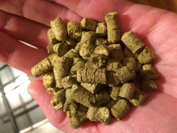 Bravo Hops! A homebrewers delight
